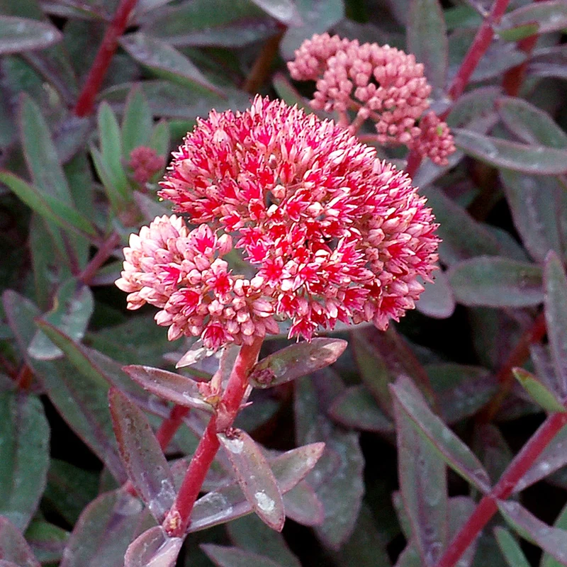 Fetthenne 'Marina'
