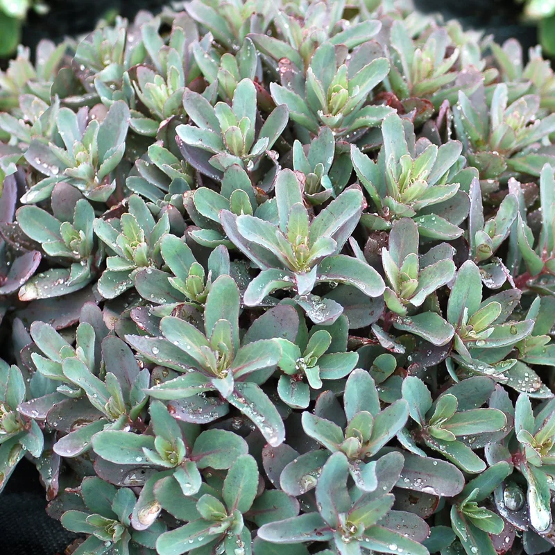 Fetthenne 'Marina'