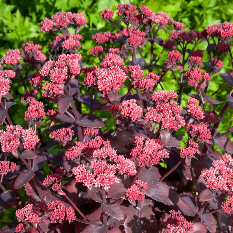 Fetthenne 'Chocolate Cherry'