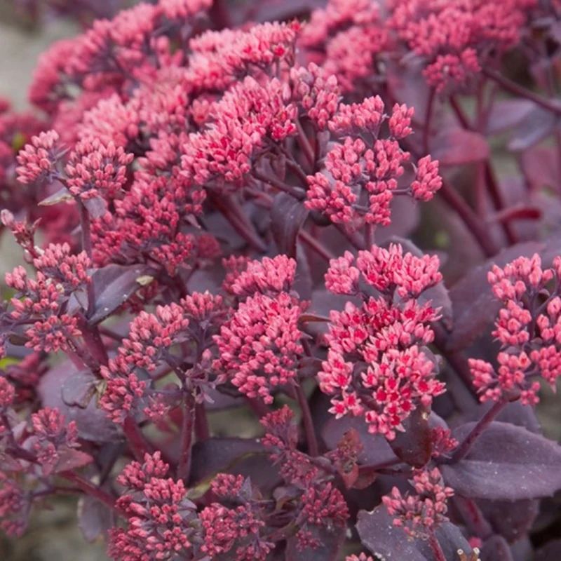 Fetthenne 'Chocolate Cherry'