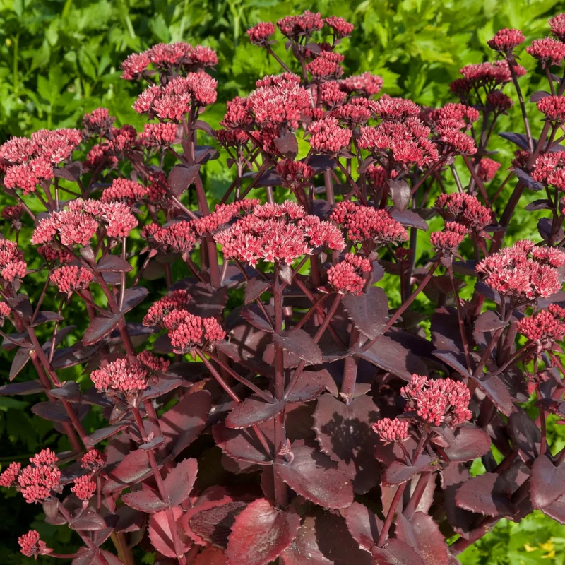 Fetthenne 'Chocolate Cherry'