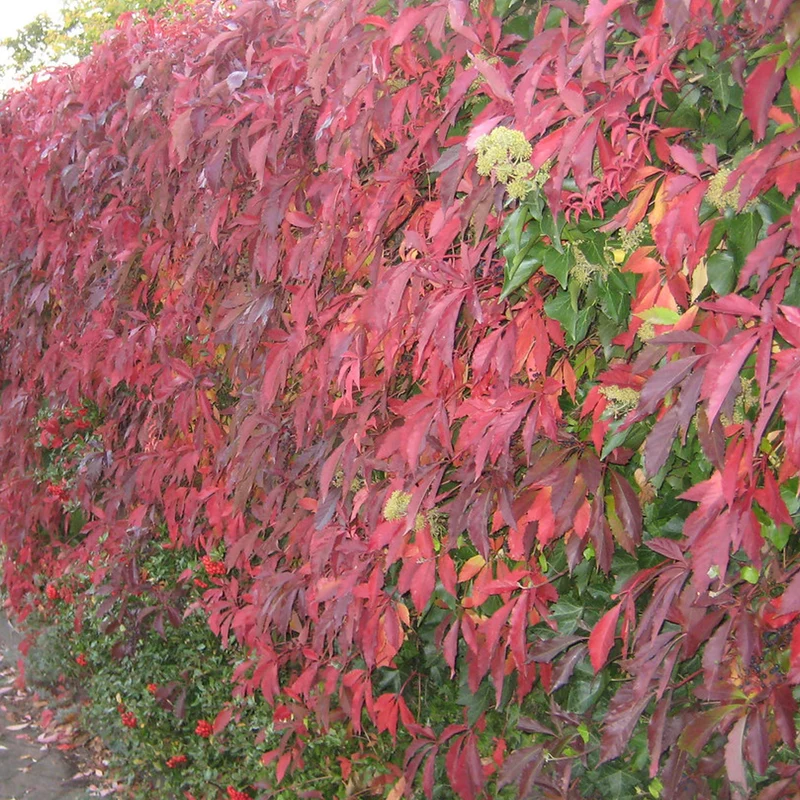 Wilder Wein 'Engelmannii'