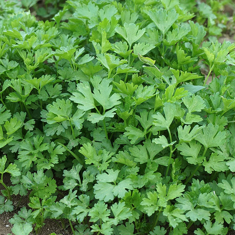 Glatte Petersilie