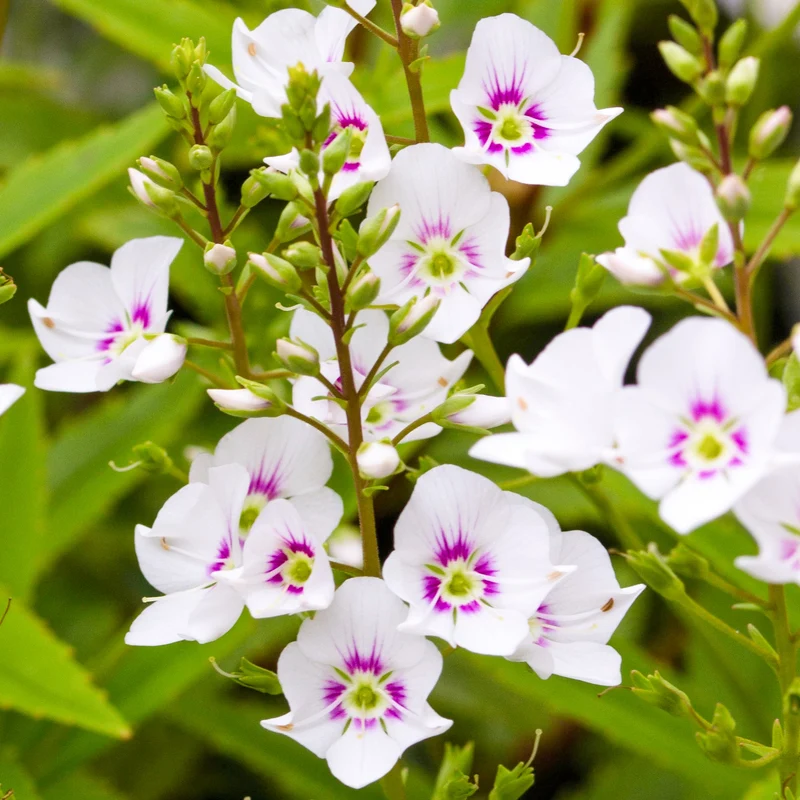 Strauchehrenpreis 'Avalanche'