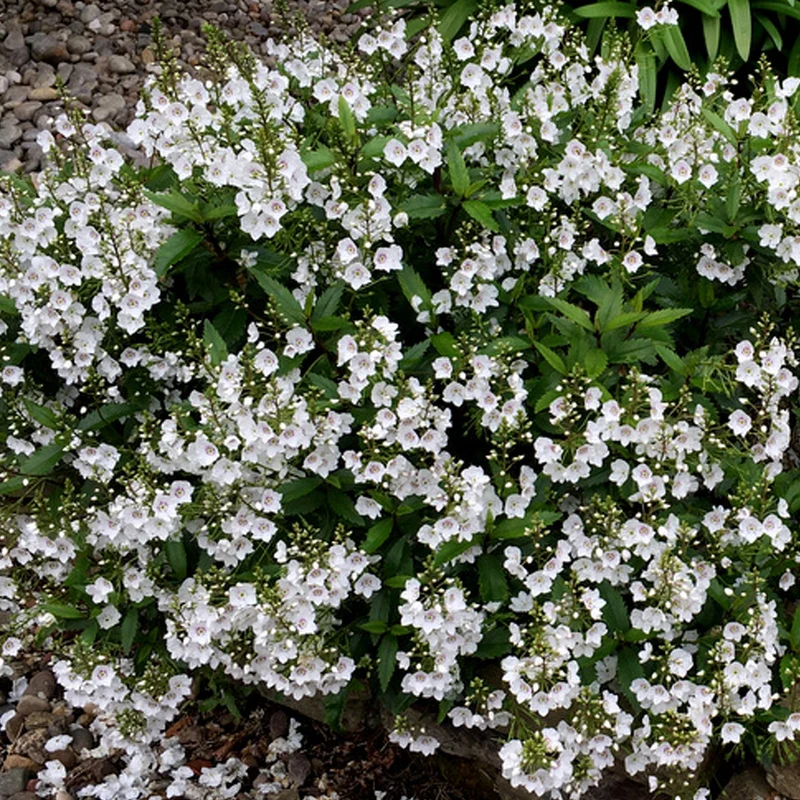 Strauchehrenpreis 'Avalanche'