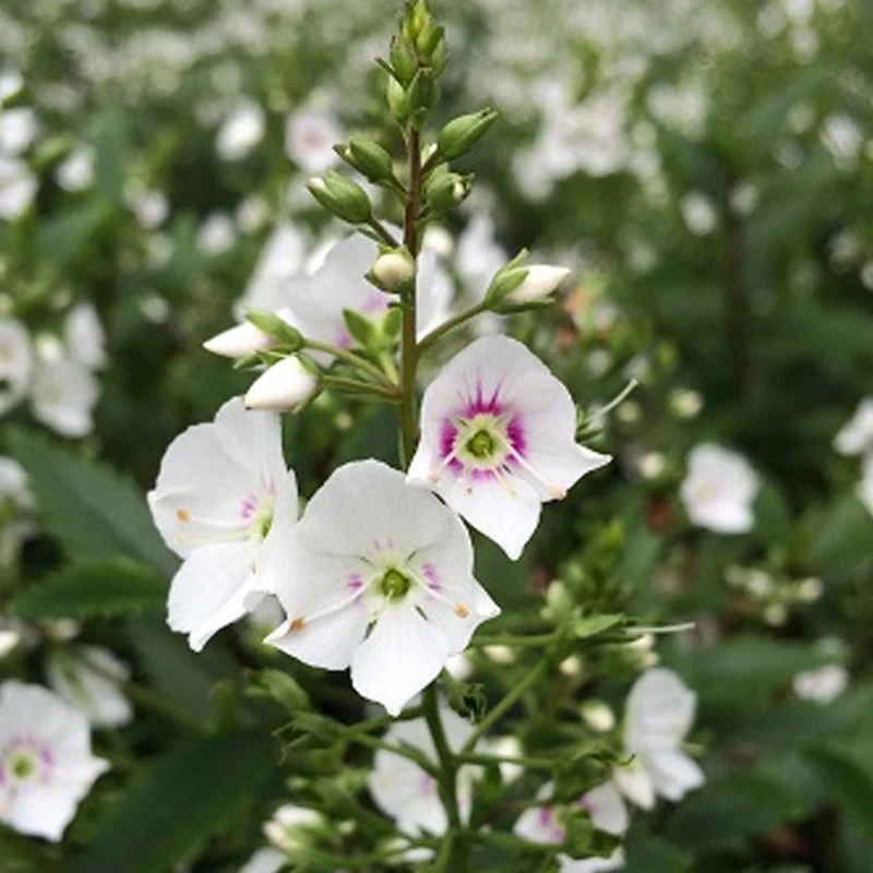 Strauchehrenpreis 'Avalanche'