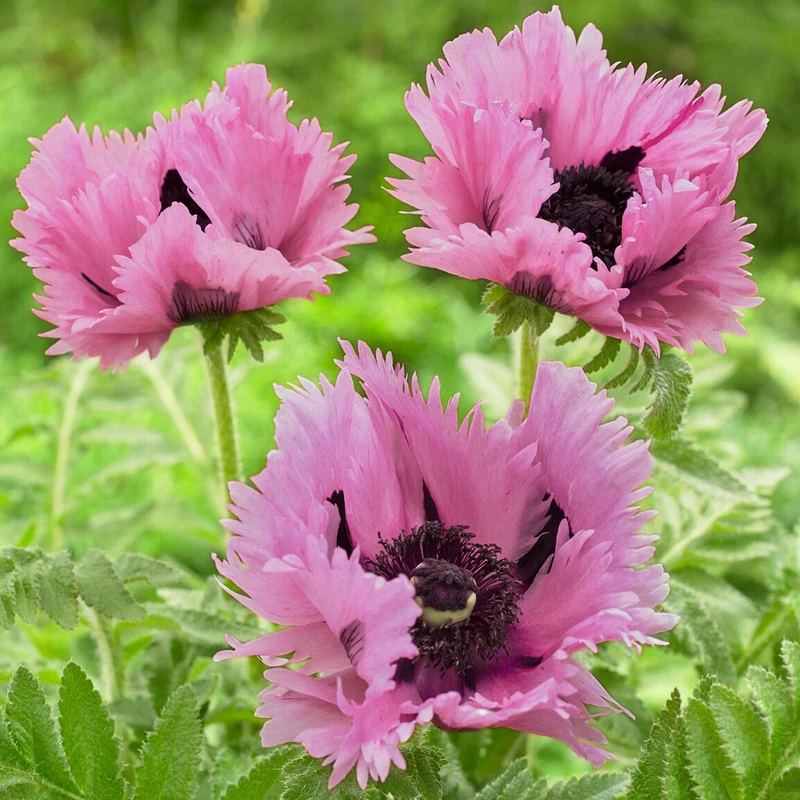 Mohn 'Pink Perfection'