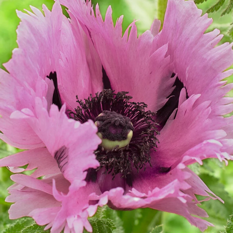 Mohn 'Pink Perfection'