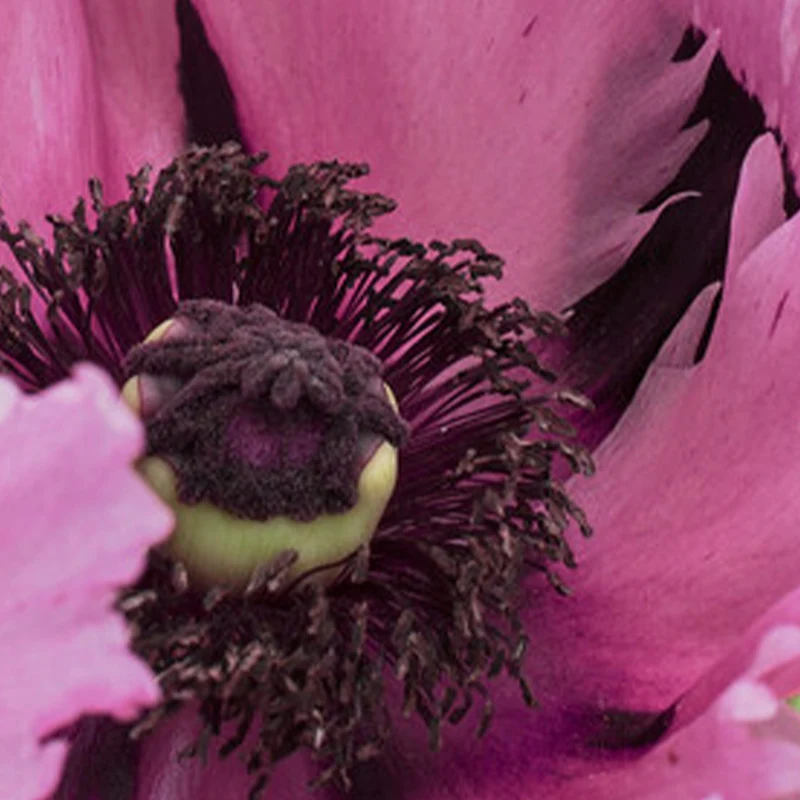 Mohn 'Pink Perfection'