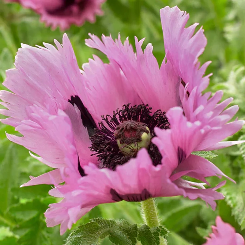 Mohn 'Pink Perfection'