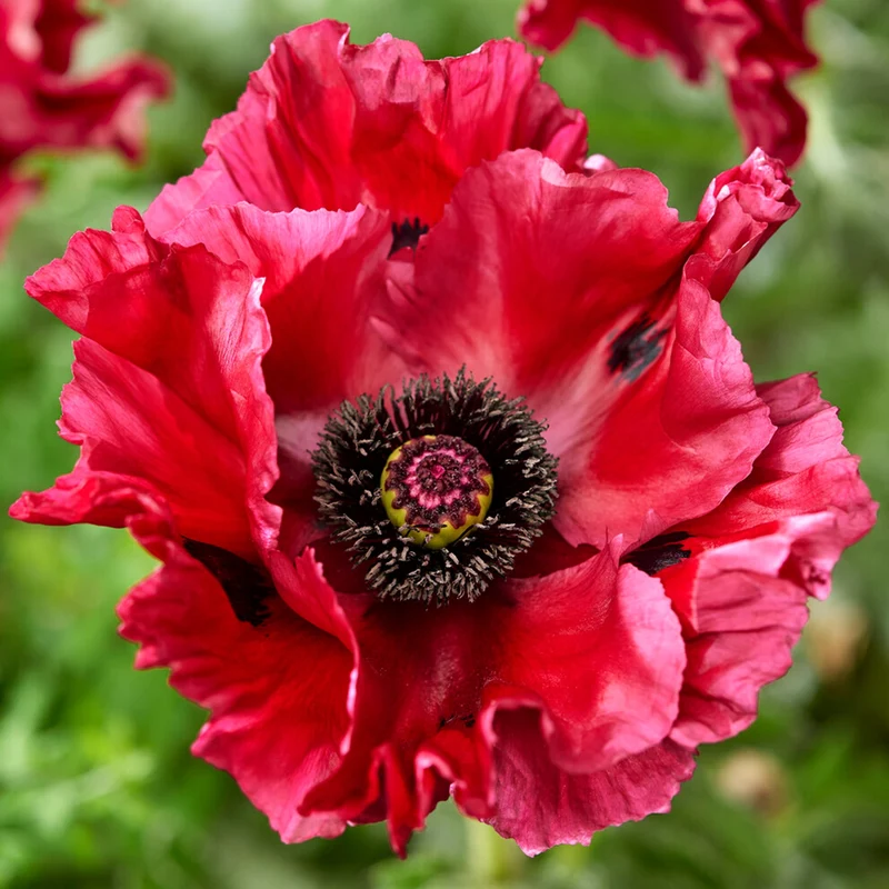 Türkischer Mohn 'Red Rumble'