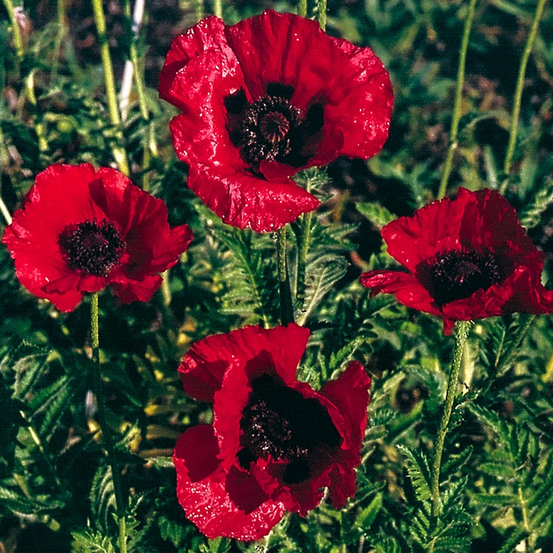 Türkischer Mohn 'Red Rumble'