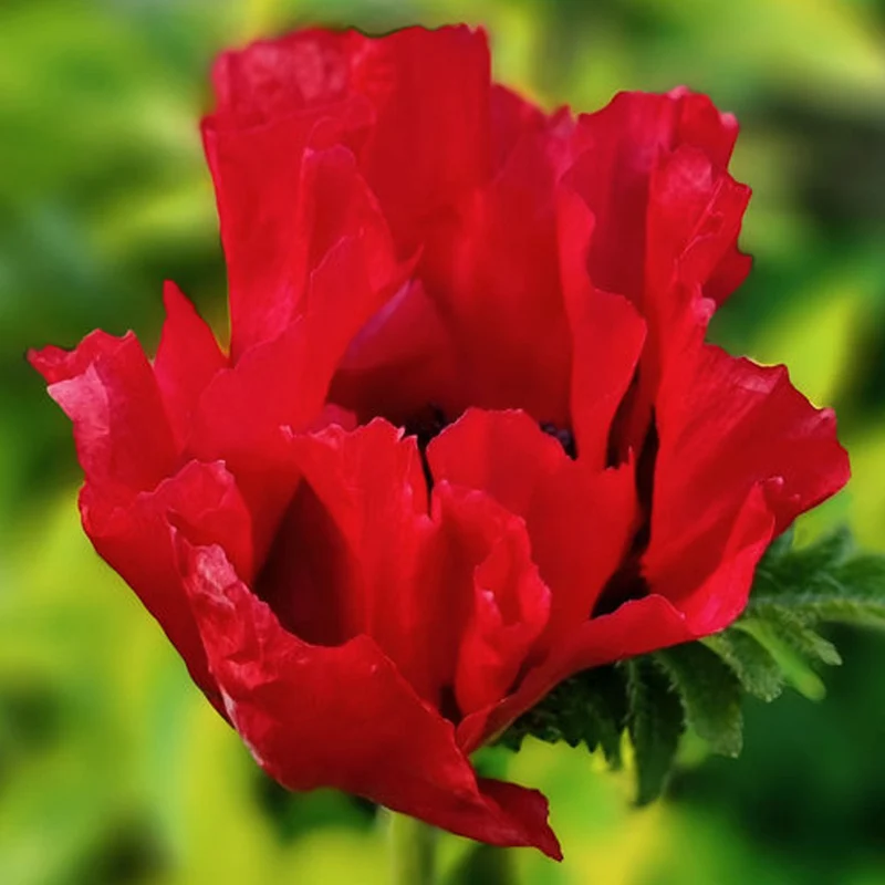 Türkischer Mohn 'Red Rumble'