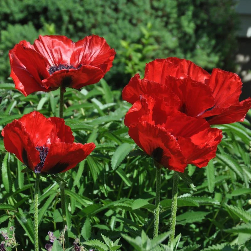 Türkischer Mohn 'Red Rumble'