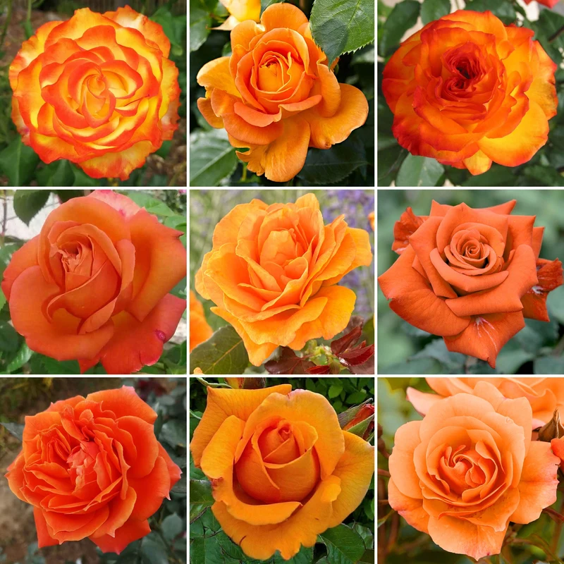 Orangefarbene Rose