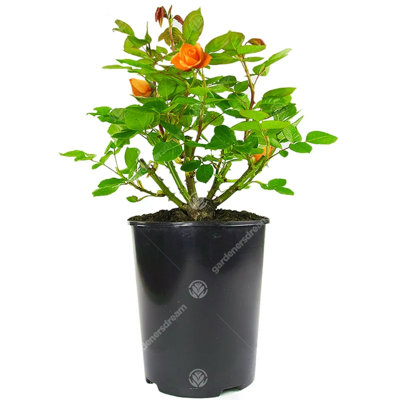 Orangefarbene Rose
