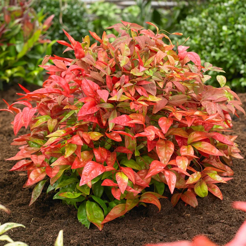 Himmelsbambus 'Blush Pink'