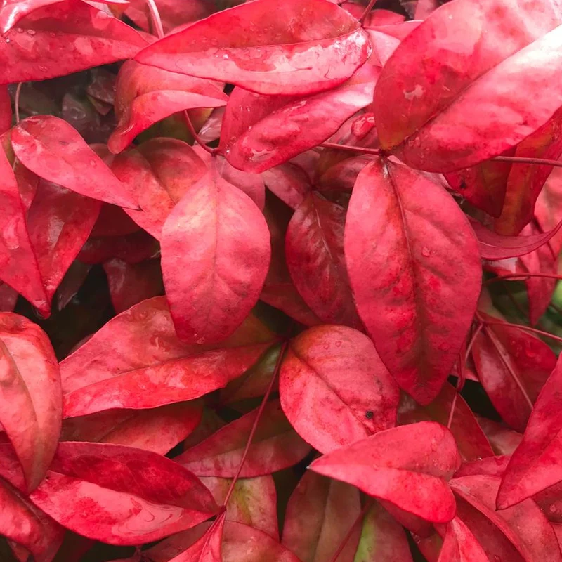 Himmelsbambus 'Blush Pink'