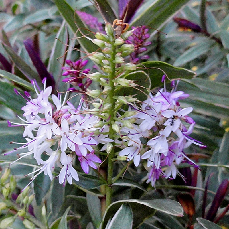 Strauchveronika 'Marilyn Monroe'
