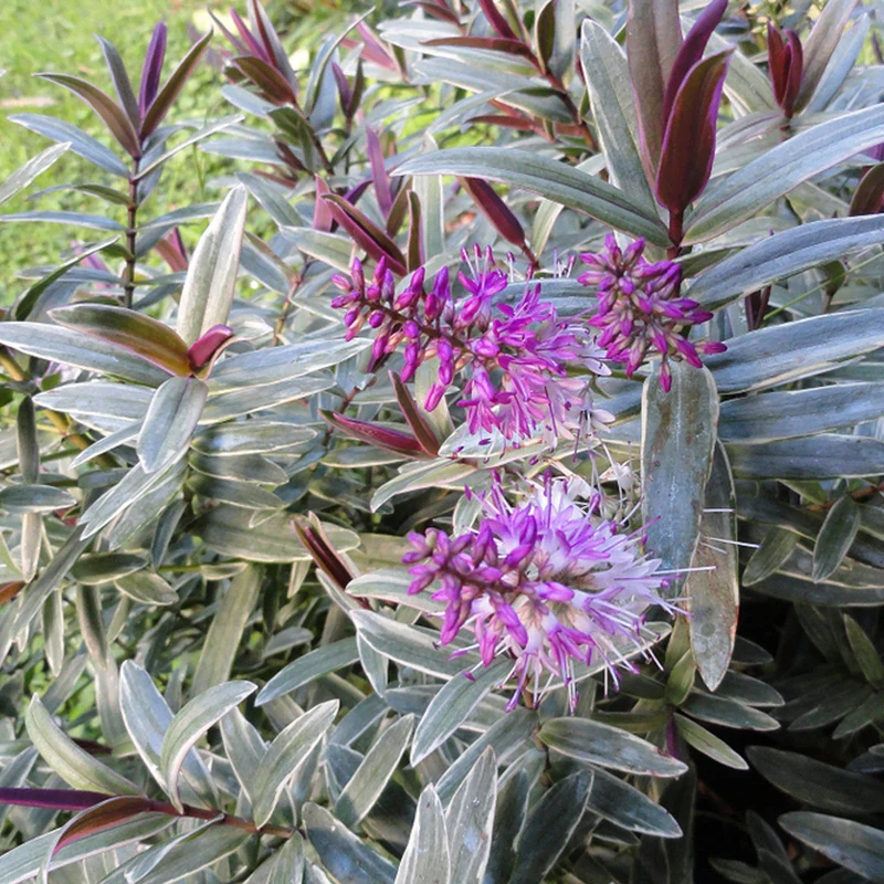Strauchveronika 'Marilyn Monroe'