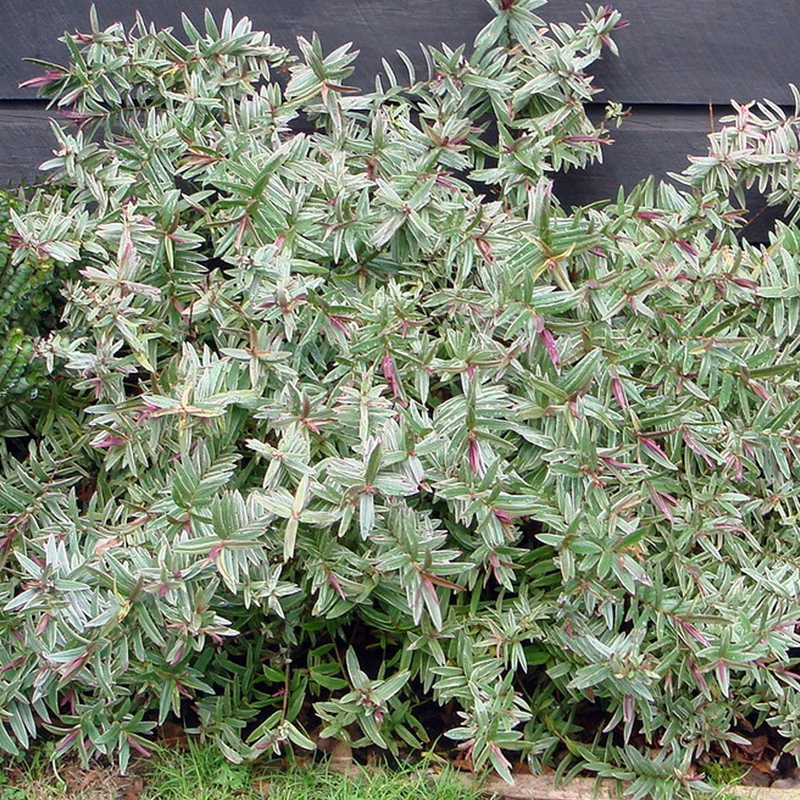 Strauchveronika 'Marilyn Monroe'