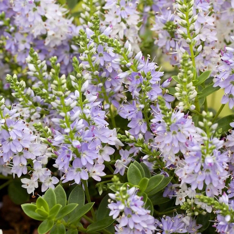 Strauchveronika 'Margret'