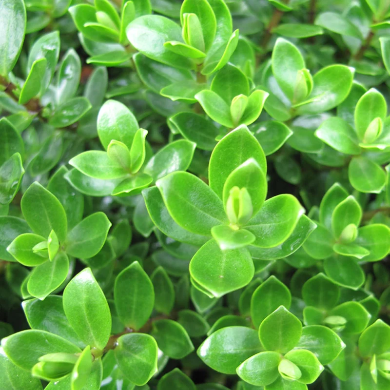 Strauchveronika 'Margret'