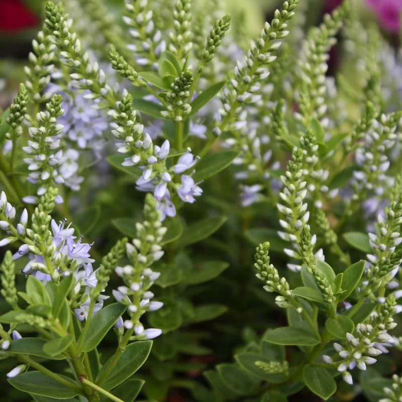 Strauchveronika 'Margret'
