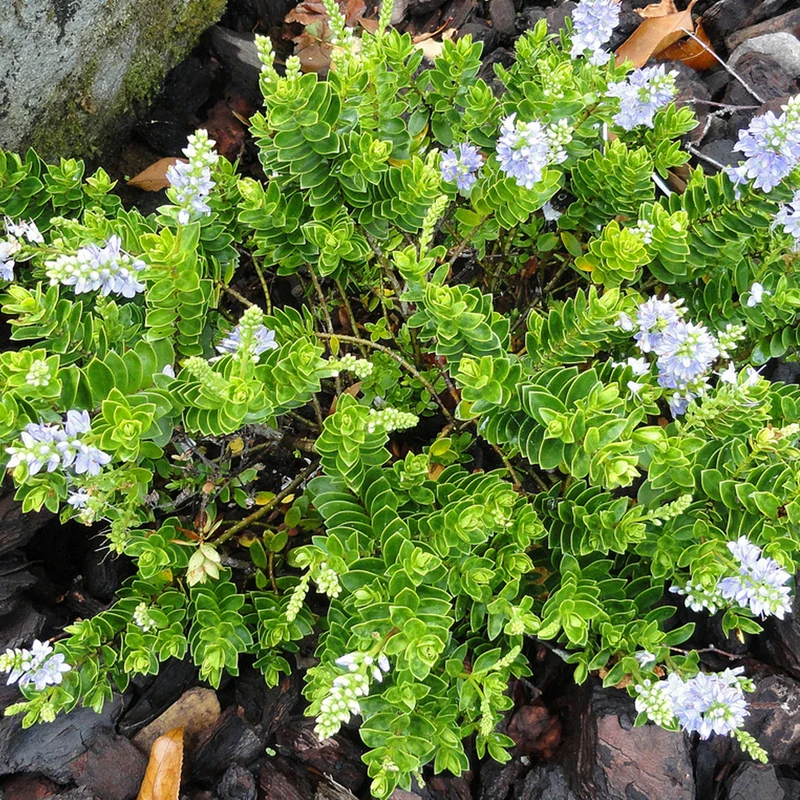 Strauchveronika 'Margret'