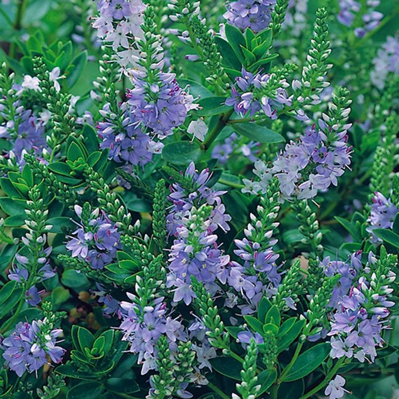 Strauchveronika 'Margret'