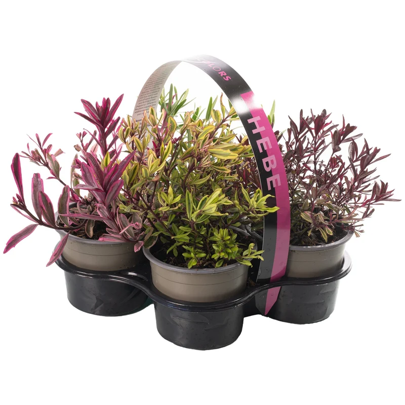 Strauchveronika 'Magic Colours' Mix