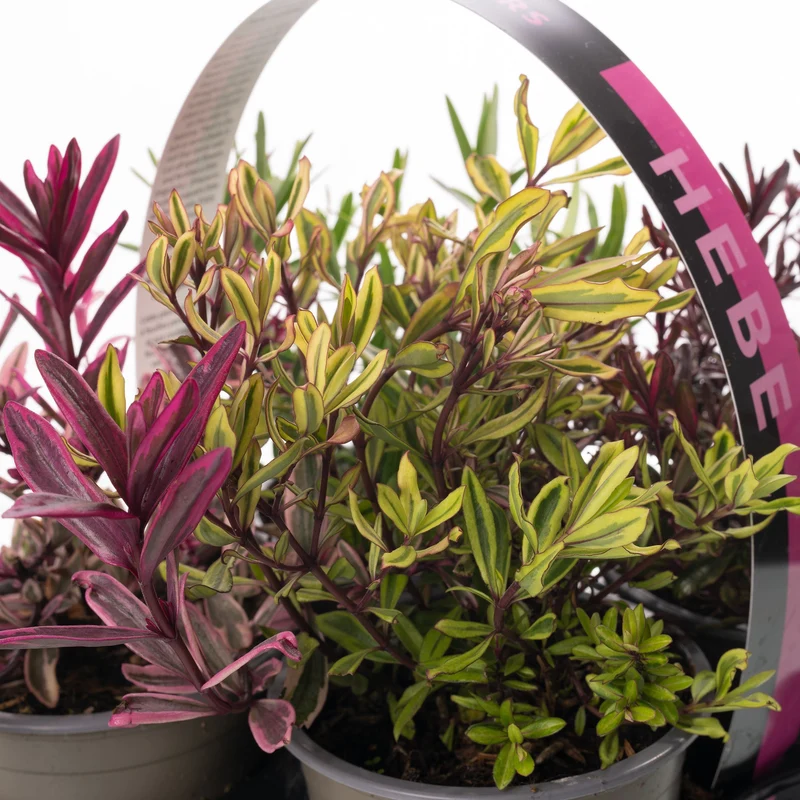 Strauchveronika 'Magic Colours' Mix