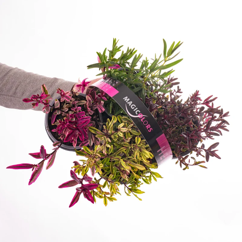 Strauchveronika 'Magic Colours' Mix