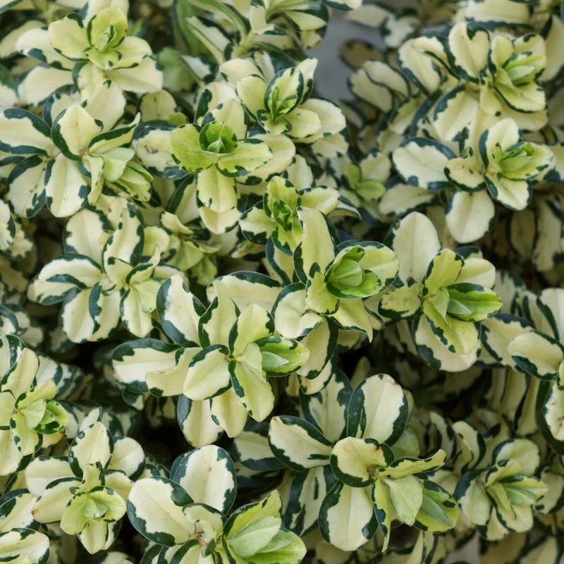 Strauchveronika 'Leopard Spot'