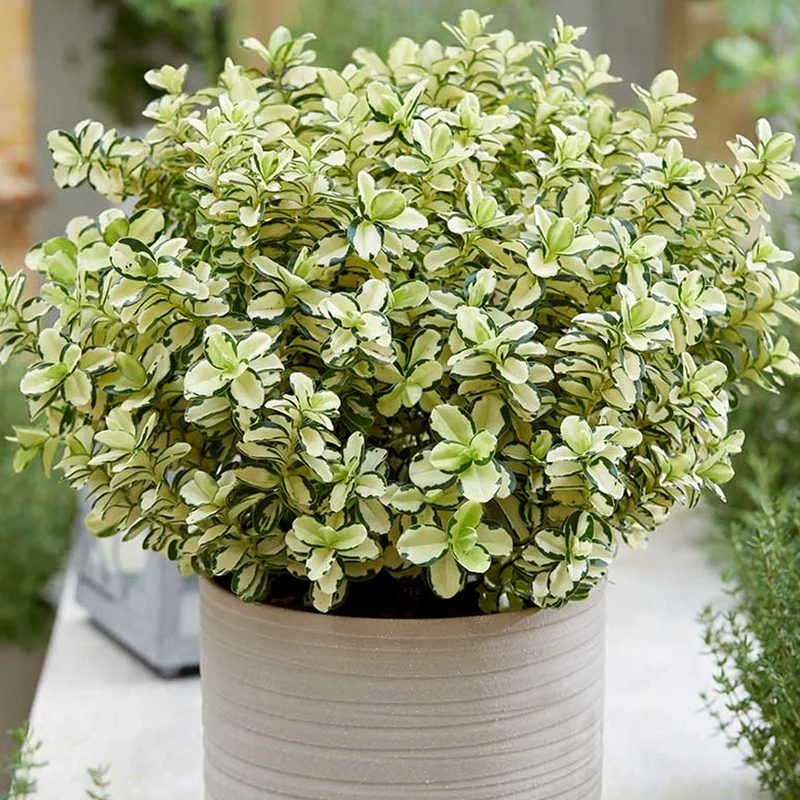 Strauchveronika 'Leopard Spot'