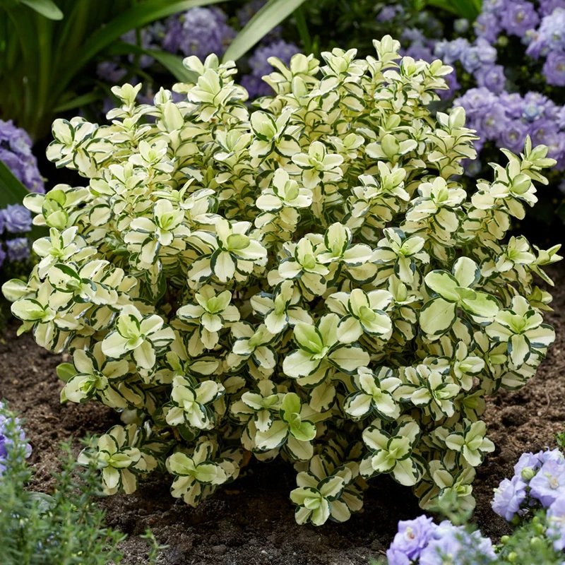 Strauchveronika 'Leopard Spot'