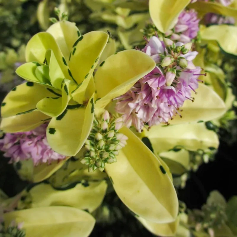 Strauchveronika 'Leopard Spot'