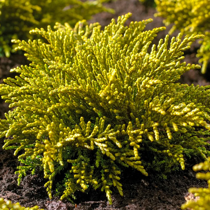 Strauchveronika 'James Stirling'