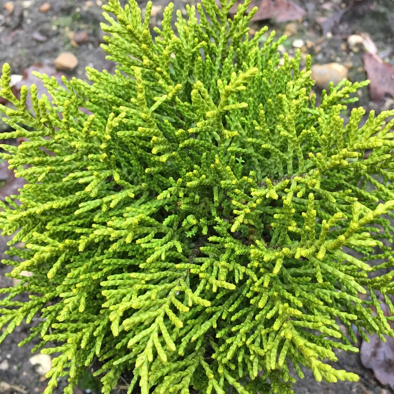 Strauchveronika 'James Stirling'
