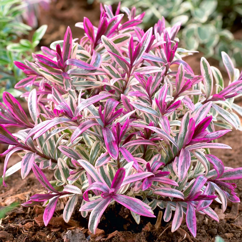 Strauchveronika 'Heartbreaker'