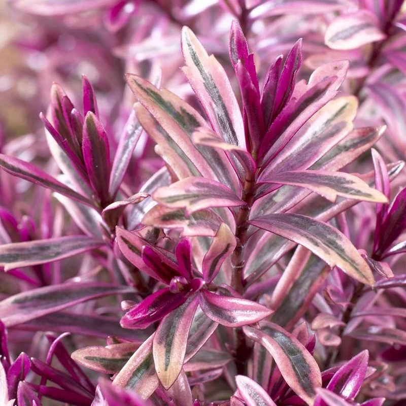 Strauchveronika 'Heartbreaker'