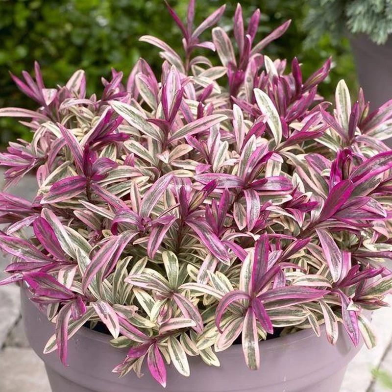 Strauchveronika 'Heartbreaker'