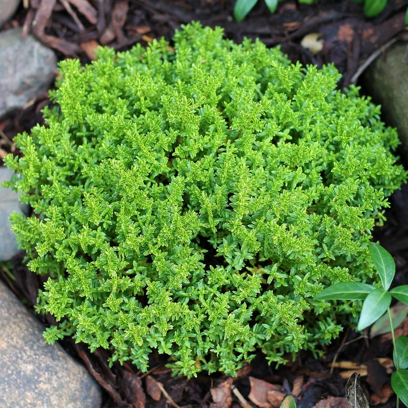 Strauchveronika 'Green Mound'