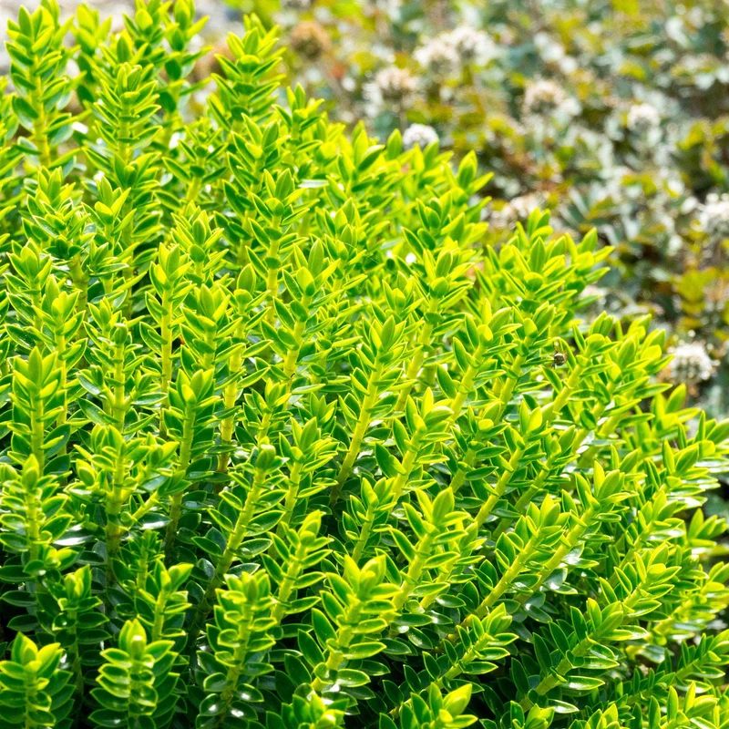 Strauchveronika 'Green Mound'