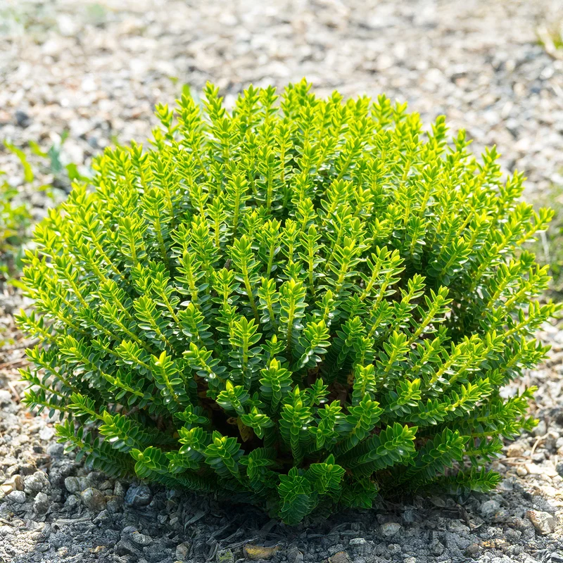 Strauchveronika 'Green Mound'