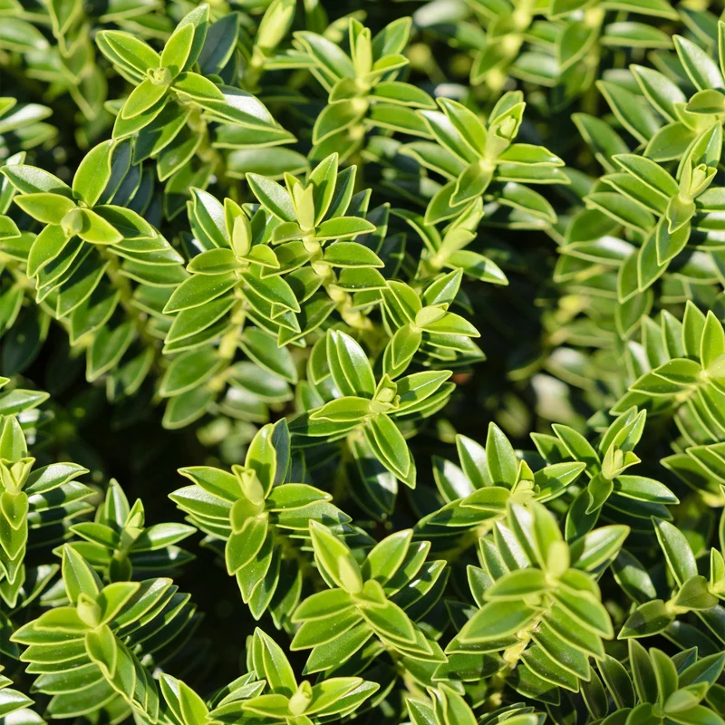 Strauchveronika 'Green Mound'