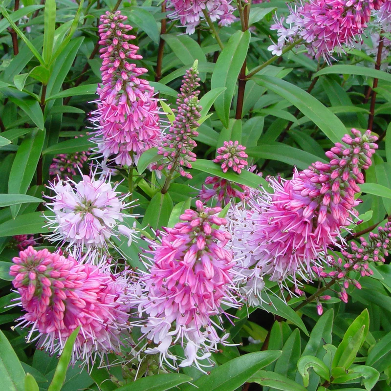Strauchveronika 'Great Orme'