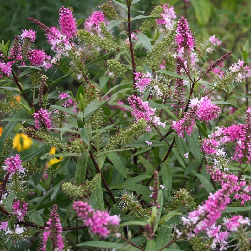 Strauchveronika 'Great Orme'