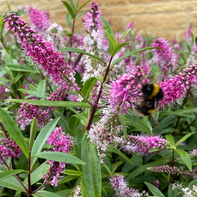 Strauchveronika 'Great Orme'