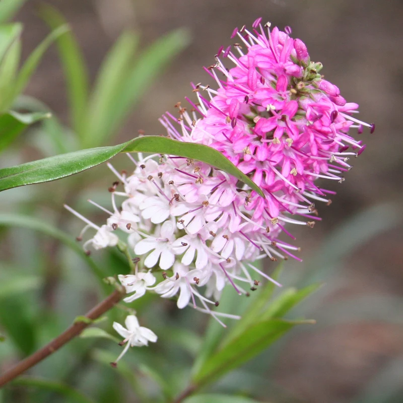 Strauchveronika 'Great Orme'